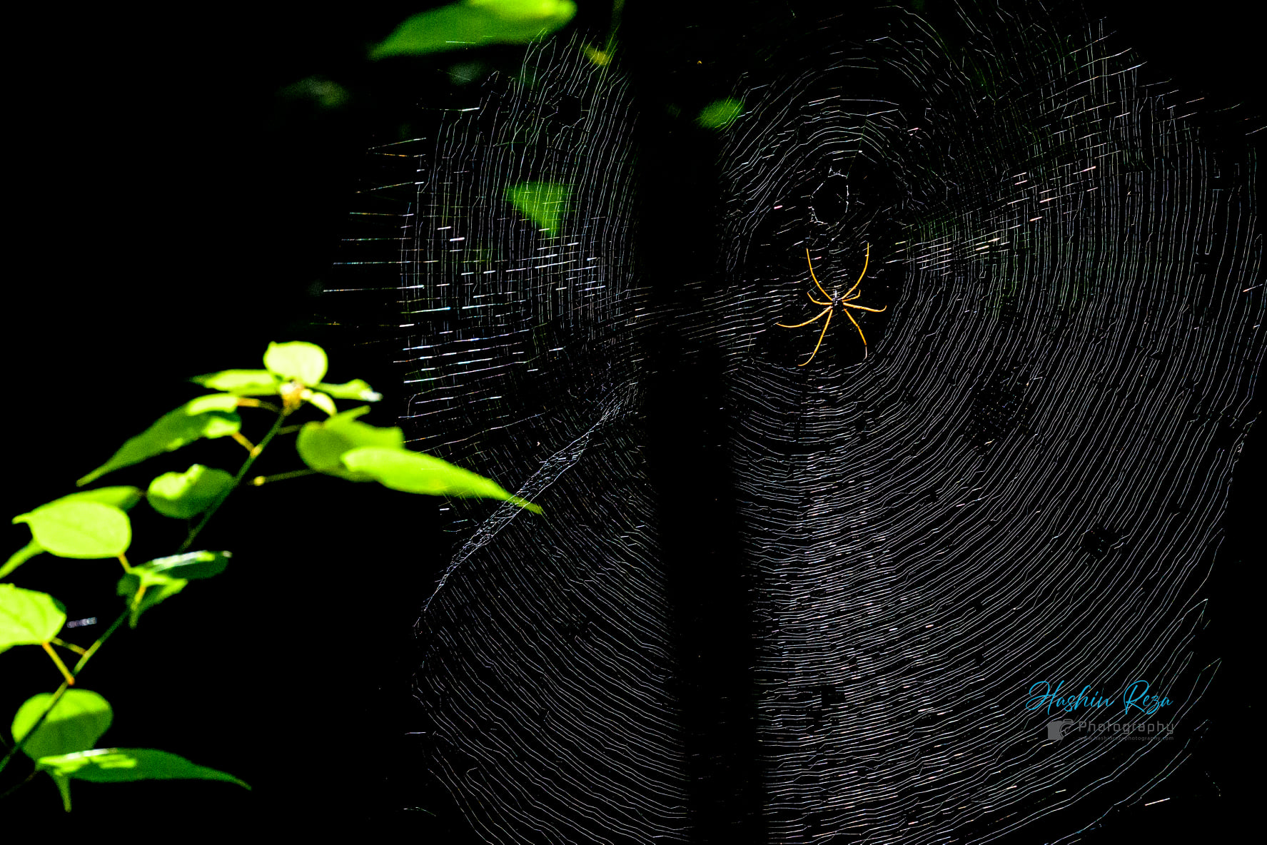 Spider